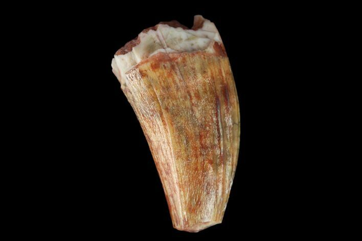 Fossil Phytosaur Tooth - New Mexico #133330